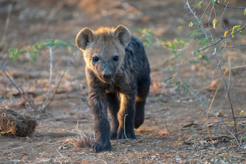 Plakat spotted hyena cub
