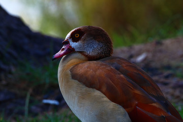 A closeup portrait of an Egyptian goose (Alopochen aegyptiaca) 