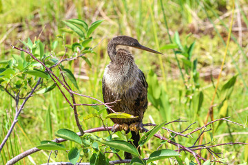 bird perched in a tree in the marsh of Florida