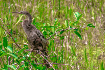 bird perched in a tree in the marsh of Florida