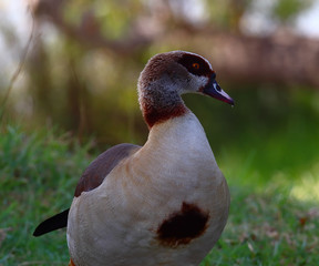 A closeup portrait of an Egyptian goose (Alopochen aegyptiaca) 