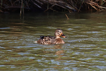 A female mallard (Anas platyrhynchos) swimming close to the shore of a pond