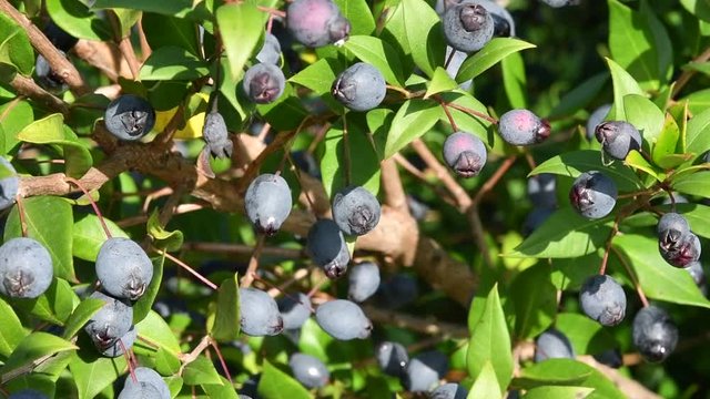 Pianta di mirto con bacche