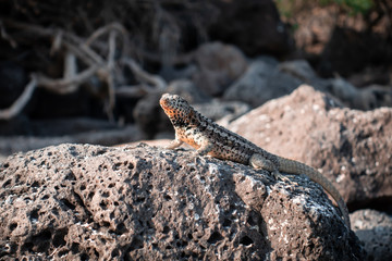 Lizard - Galápagos Islands