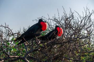 Frigatebirds - Galápagos Islands