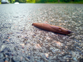 Snail and asphalt