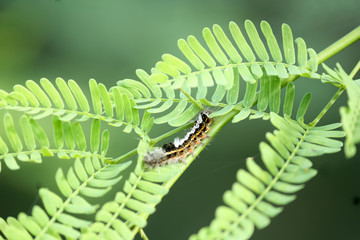 Poisonous Caterpillar (Lepidoptera) An insect in butterflies and moths family. Extreme close up.
