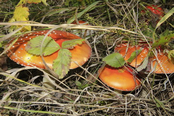 mushroom in the grass
