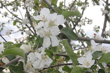 blossoming apple tree in spring