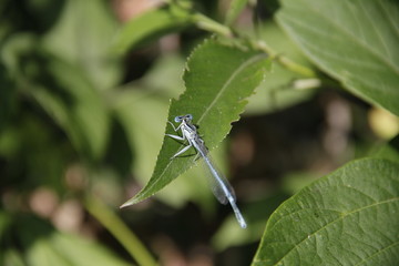 dragonfly on leaf