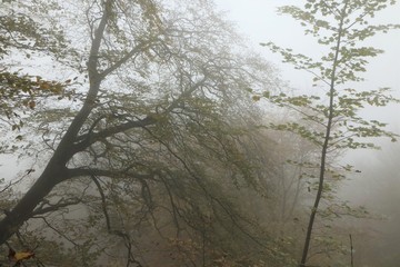 trees in the mist