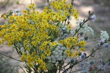 yellow flowers in the garden