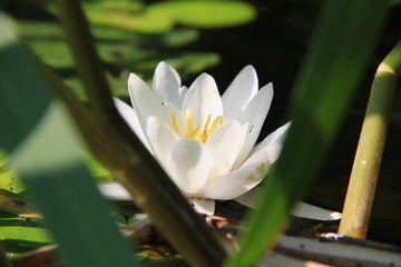water lily in pond