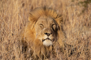 Plakat Resting lion male in South Africa