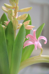 lilies on black background