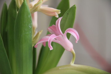 lily on black background