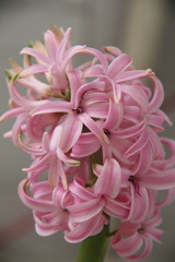 pink chrysanthemum flower