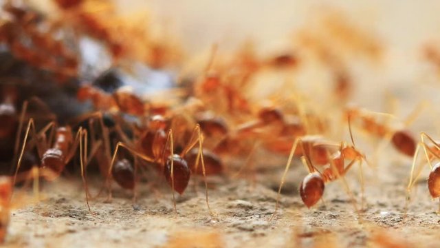 Group of ants worker on autumn background.