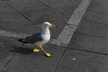 Seagull in Venice with a brigth yellow