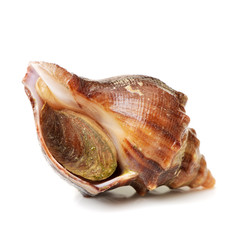 live conch on white background