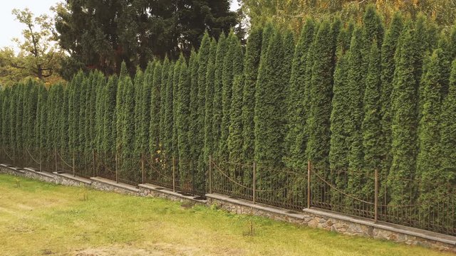 Green hedge of thuja trees. Aero footage