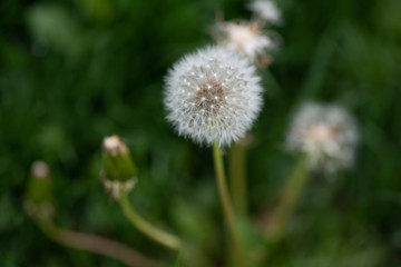 dandelion in grass
