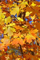 Fototapeta na wymiar Colorful golden and red foliage of a maple tree in autumn