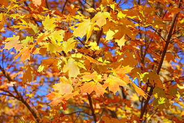 Colorful golden and red foliage of a maple tree in autumn