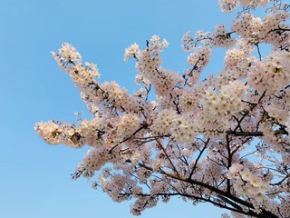 cherry blossom in spring