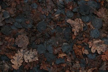 leaves
