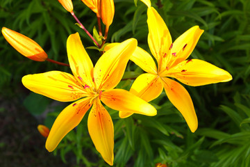 Beautiful yellow lily flowers. Top view. Close-up. Background. Scenery.