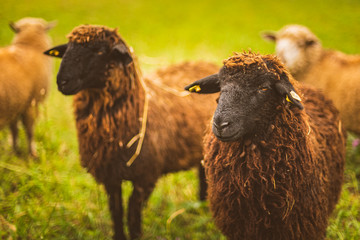 Brown wool , black-faced sheep grazing on a meadow in a herd. Farm with sheep concept