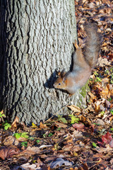 Fluffy squirrel climbing a tree trunk