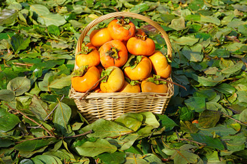 Basket of freshly picked  orange persimmon kaki fruits