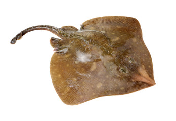 Fresh ray fish isolated on white background © zcy