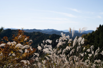 高野山 秋のススキと高野山山並 女人道巡り 