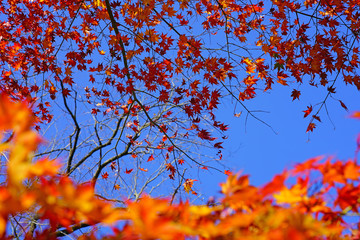Red foliage of a Japanese Maple tree in the fall