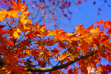 Naklejka na ściany i meble Red foliage of a Japanese Maple tree in the fall