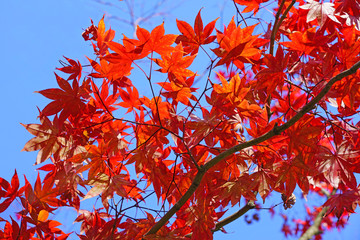 Red foliage of a Japanese Maple tree in the fall
