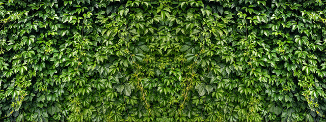 Fototapeta na wymiar Wall of natural leaves of green creeper. Texture. Panorama. Big size