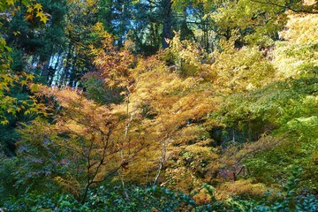 Autumn view of the landmark Portland Japanese Garden in Portland, Oregon