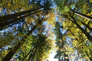 Autumn view of the landmark Portland Japanese Garden in Portland, Oregon