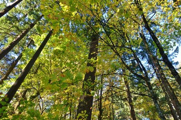 Obraz premium Autumn view of the landmark Portland Japanese Garden in Portland, Oregon