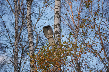 A street light with mercury-vapor lamp attached to a birch.