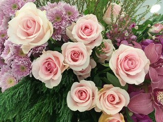 Dark Pink rose and Bright Pink rose flower