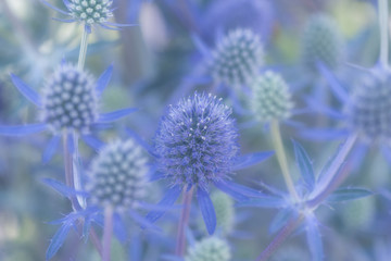 可愛い紫の花 エリンジウム