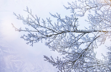 Fototapeta na wymiar Branches under snow in hoarfrost, winter blurred natural background with bokeh, copy space