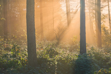 Sonnenstrahlen.