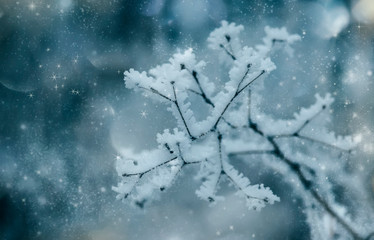 Branches under snow in hoarfrost, winter blurred natural background with bokeh, copy space