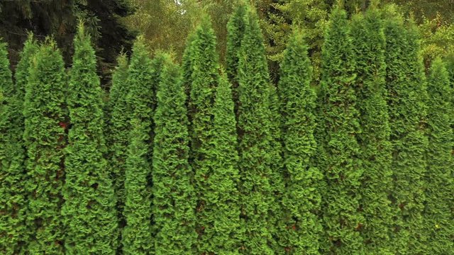 Green hedge of thuja trees. Aero footage